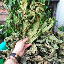 ดอกมะละกอแห้งคัดสรรจากเวียดนาม – คุณภาพสมุนไพรระดับพรีเมียม - Product Image 4