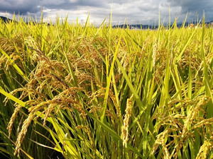 Arroz Blanco al por Mayor 10% Grano Partido 5kg Calidad Premium Precio Competitivo Suministro a Granel Exportación - Product Image 4