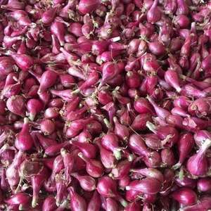 Assaisonnement en vrac d'épices hachées d'oignon violet lyophilisé naturel bonne qualité prix raisonnable exportation Vietnam - Product Image 1