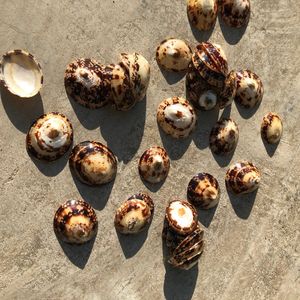 เปลือกหอย Limpets เป็นมิตรกับสิ่งแวดล้อมสำหรับ100% หัตถกรรมเปลือกธรรมชาติ - Product Image 2