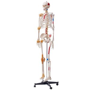 Modelo de Esqueleto Humano de PVC de Tamaño Real (71.65 Pulgadas) para Anatomía, Maniquí con Brazos y Piernas Móviles, Ligamentos Incluidos - Product Image 1