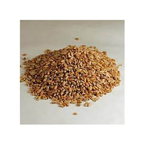Grains de blé de haute qualité préparés pour l'exportation et les commandes de gros volumes - Product Image 2