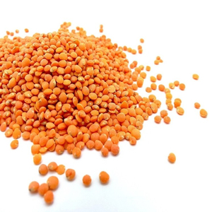 Lentilles vertes fraîches en vrac, qualité supérieure, directement de la source, pour les marchés mondiaux - Product Image 1
