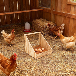 Cajas de anidación de madera de acacia duraderas al por mayor, cajas de anidación individuales para gallinas de Vietnam - Product Image 4