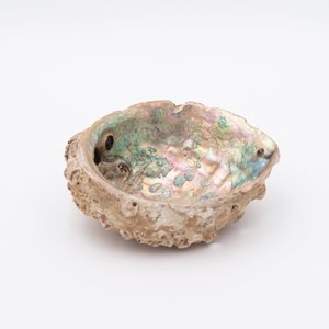 Natural <b>abalone</b> sea <b>shell</b> for crafts hot deal decorative seashell smudging & nautical display - Product Image 4