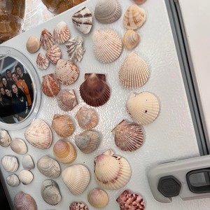 Aimants de réfrigérateur artisanaux sur le thème de la plage, prix les plus bas, vente d'aimants de réfrigérateur personnalisés en forme de coquillage - Product Image 2