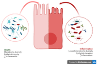 Bifidobacterium Lactis Poudre Blanche 100 Milliards UFC/gramme Qualité Alimentaire Santé Intestinale Pediatrique Allergique Inflammatoire