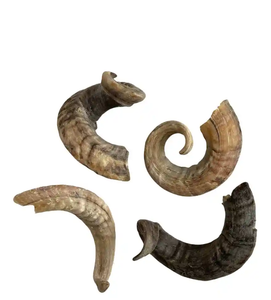 Cuerno Decorativo Ecológico de Oveja (Shofar) en Venta, Artesanía de Forma Natural, Adorno de Pared de Alta Calidad - Product Image 1