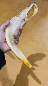 Shofar en corne de bélier naturelle, artisanat religieux, corne d'animal brute polie, forme courbée, shofar artisanal pour la prière. - Product Image 2