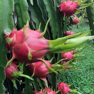 Fresh Standard Refreshing Taste VIETFAP White Dragon <strong>Fruit</strong> 100% Natural From Binh Thuan Vietnam - Product Image 3