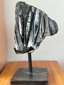 Vente en gros : Spécimen fossile d'Orthocéras naturel de haute qualité dans matrice, plaque d'ammonite, plaque de calmar fossile, pièce autoportante - Product Image 3