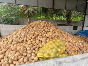 มะพร้าวอบแห้งทั้งลูก ไม่มีเปลือก สำหรับผู้ซื้อจากโรงงาน (WA +84914319488) - Product Image 3