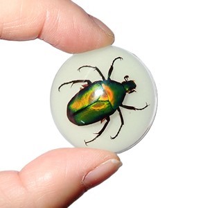 Escarabajo de la Rosa Verde, Espécimen Real en Cabujón de Plástico Redondo de 35x35 mm, Base Plana Brillante para Manualidades y Joyería - Product Image 1