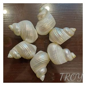 Anneaux de serviette en coquillages : des cadeaux attentionnés pour les hôtes de Noël, les nouveaux propriétaires et les passionnés de style côtier pour la décoration de table - Product Image 1