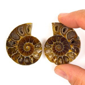 Amonitas Naturales Marrones para la Elaboración de Joyería - Product Image 1