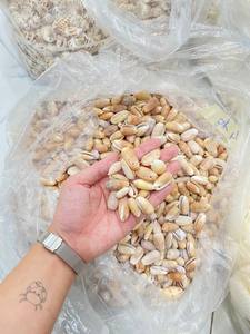 Conchas de Vieira Naturales Ecológicas al por Mayor de BLUE LOTUS FARM Ba Ria-Vung Tau para Decoración de Mesa en Navidad y Bodas en la Playa - Product Image 2