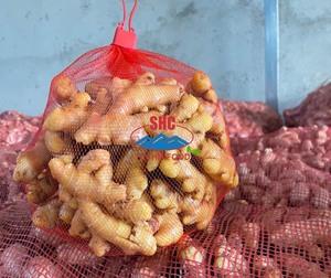 <b>Fresh</b> <b>Ginger</b> Root Common Cultivated Bulk Supply for Food Processing and Wholesale From Vietnam - Product Image 1