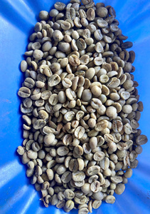 VIETNAM ARABICA <b>COFFEE</b> ROASTED | LIGHT & MEDIUM ROAST | WHOLESALE SPECIALTY SINGLE ORIGIN <b>BEANS</b> - Product Image 4
