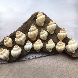 Decoración para acuarios, conchas marinas, conchas del océano, precio competitivo, conchas naturales de Vietnam - Product Image 3
