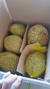 Premium <b>Fresh</b>-style RI6 <b>Durian</b> Sweet Taste for Export / Ms. Lucinda - Product Image 2
