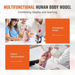 Modello Anatomico del Torso Umano Unisex in 23 Parti, 18 Pollici, con Organi Rimovibili, Manichino Educativo - Product Image 6
