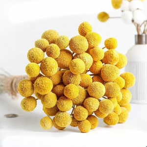 Idea Prodotto 2026: Fiori e Piante Secche Craspedia Golden Ball Billy Balls per Decorazioni Matrimoniali - Product Image 1