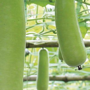 Courge biologique nouvelle récolte, courge longue verte pour les acheteurs en gros, les fournisseurs d'épicerie et les cuisines (vente en vrac) - Product Image 4