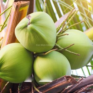 Fournisseur de noix de coco fraîches du Vietnam, noix de coco vertes jeunes de qualité supérieure - Product Image 3