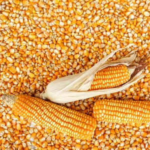 Maïs jaune |   Maïs jaune |   Alimentation animale de qualité alimentaire et pour animaux d'élevage, maïs jaune 100% naturel de première qualité pour bovins, en vrac - Product Image 2