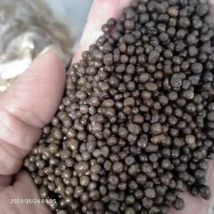 Fertilizante DAP de Calidad para Nutrición Agrícola, Listo para Exportación a Granel, con Tamaño de Gránulos Uniforme y Empaque de Bolsas Confiable Hoy - Product Image 2