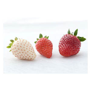 Fraises japonaises de qualité supérieure, sélectionnées avec soin, fraîches, vendues en gros - Product Image 1