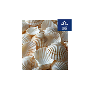Ventilateur en coquillages écologique, sûr et propre, à base de plantes pures, idéal pour le refroidissement de l'air et la fixation murale – Prix direct fournisseur - Product Image 1