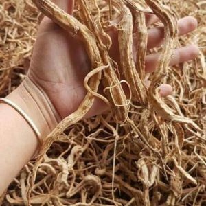 Ginseng Ngoc Linh de haute qualité avec teneur en saponine-OEM supérieure disponible au Vietnam - Product Image 1