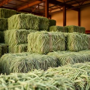 Heno de Alfalfa para Ganado, Caballos, Ovejas y Cabras, Fuente de Nutrición Rica en Proteínas, Fibra Natural y Beneficios Prácticos para la Alimentación - Product Image 1