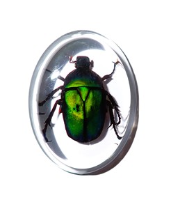 Green Rose Chafer Beetle Real Specimen Plastic Cabochon Oval 31x41 mm Clear Flat Bottom Modern for Crafts and Jewelry Making - Product Image 6