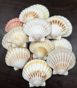 Conchas Marinas Naturales Ecológicas Pulimentadas de Estilo Folclórico, Colección de Conchas Blancas y Amarillas para Manualidades, Decoración del Hogar, Bodas y Fiestas - Product Image 1