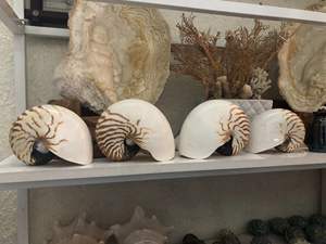 Adornos de concha de Caracol turbo de Vietnam Tropical respetuosos con el medio ambiente, conchas marinas pulidas para acuarios, acentos, artesanía costera - Product Image 4