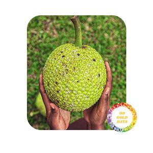 BEST SELLING VIETNAM FROZEN BREADFRUIT WHOLESALE 100% NATURAL GOOD QUALITY WITH LOW PRICES - Product Image 2