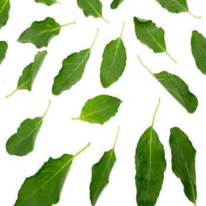 Hojas de Albahaca India Aromáticas de Nueva Temporada para Cocina Gourmet, Hierbas Culinarias de Calidad para Compras al por Mayor Globales - Product Image 2