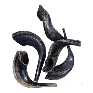 Shofar en corne de bélier naturelle authentique AZ ENTERPRISES AZE-RH02 pour la production d'instruments de musique faits à la main - Product Image 1