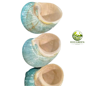 Conchas Marinas Decorativas Verdes Iridiscentes con Acabado de Madreperla para Decoración de Bodas, Relleno de Jarrones y Manualidades - Product Image 3