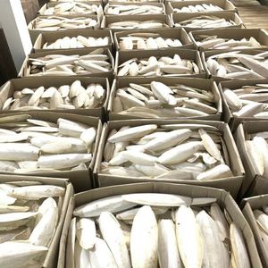 กระดูกปลาหมึกคุณภาพเชื่อถือได้ ปี 2026 สำหรับนก บล็อกแร่ธาตุสำหรับดูแลจะงอยปากและเคี้ยวเล่น - Product Image 6