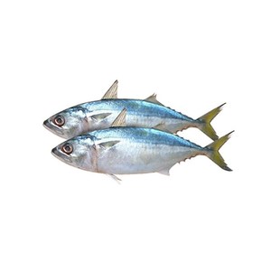 Pescado Atún Congelado IQF con Envasado al Vacío y Carne Firme que Ofrece Frescura Duradera para Mercados Minoristas y de Exportación - Product Image 4