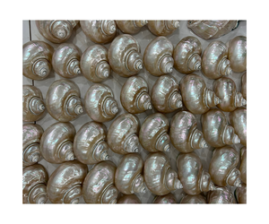 เปลือกหอยสังข์ธรรมชาติ ผู้ผลิตส่งออก ราคาแข่งขันสำหรับตู้ปลา - Product Image 1