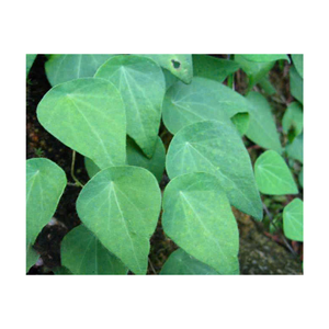 Feuilles de ginseng écologiques pour un mode de vie naturel - Product Image 5