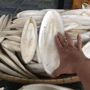 กระดูกปลาหมึกแห้งธรรมชาติขนาดใหญ่สำหรับขายส่ง - Product Image 1