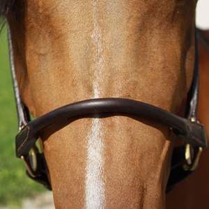 Harnais pour cheval en cuir véritable OEM avec ferrures dorées SS & Alliage, avec logo personnalisé - Product Image 4