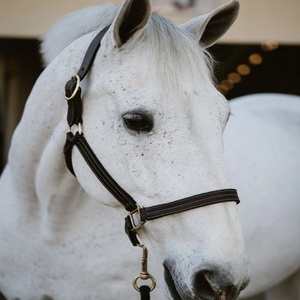 Design Custom Your Own High Quality Comfortable Leather Horse Halter with Padded Noseband and Personalized Brass <b>Name</b> <b>Plate</b> - Product Image 1