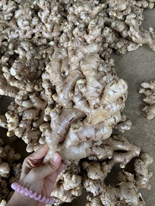 Gừng Tươi Chất Lượng Hàng Đầu Nguyên Liệu Thích Hợp Cho Thực Phẩm Gia Vị Marinades Và Hương Liệu Từ Việt Nam - Product Image 6