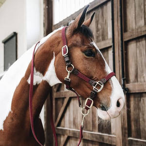 Cabestro de polo para uso en campo, construcción duradera para un manejo seguro, entrenamiento, control estable y cuidado ecuestre diario. Fabricación de calidad. - Product Image 6